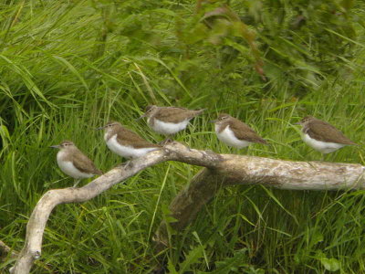 Common Sandpiper, the Lurgies, Montrose Basin