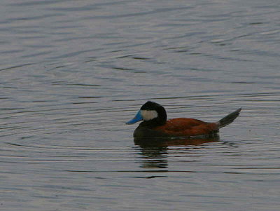 Ruddy Duck, Barons Haugh RSPB, Motherwell