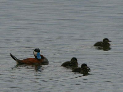 Ruddy Duck, Barons Haugh RSPB, Motherwell