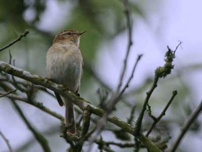 Chiffchaff, Barons Haugh RSPB, Clyde