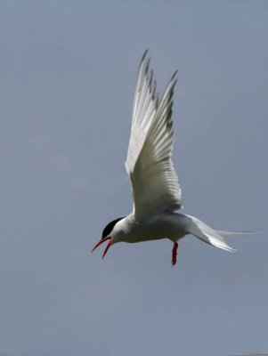 Arctic Tern, Isle of May, Fife