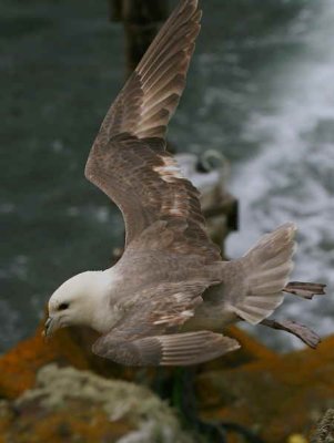 Fulmar, Isle of May, Fife