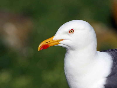 Lesser Black-backed Gull, Isle of May, Fife