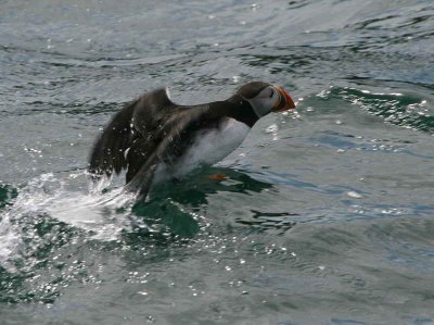 Puffin, Isle of May, Fife