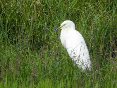Great White Egret, Wards Pond, Loch Lomond NNR
