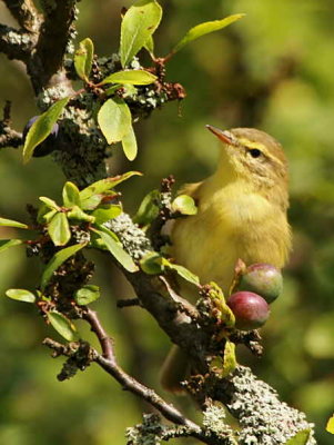 Willow Warbler, Endrick Mouth, Loch Lomond