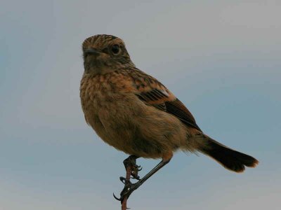 Stonechat  (juvenile), Aberlady Bay, Lothian