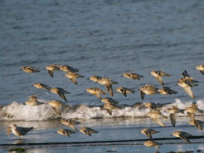 Knot, Balcomie Beach, Fife