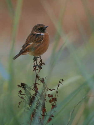 Stonechat, Balcomie Beach, Fife