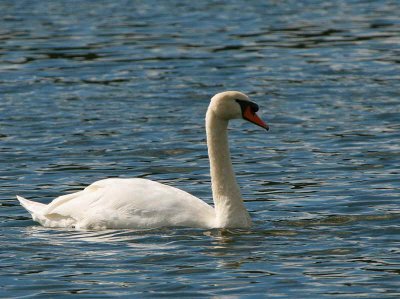 Mute Swan, Lindores Loch, Fife