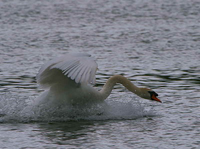 Mute Swan, Lindores Loch, Fife