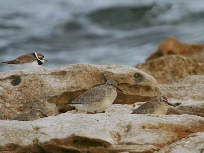 Knot, Fife Ness