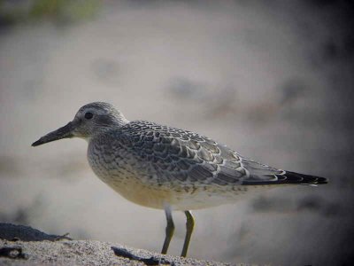 Knot (juvenile), Turnberry Beach, Ayrshire