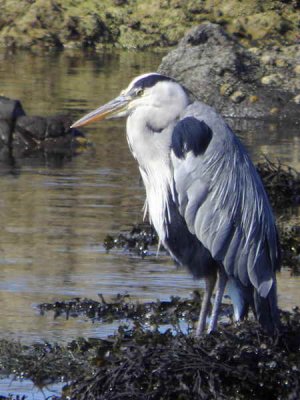 Grey Heron, Turnberry Point, Ayrshire