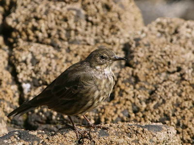 Rock Pipit, Maidens Harbour, Ayrshire