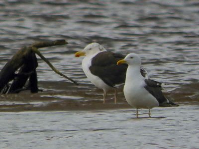 Great & Lesser Black-backed Gulls, Endrick Mouth, Loch Lomond