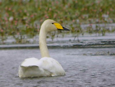 Whooper Swan, Endrick Mouth, Loch Lomond