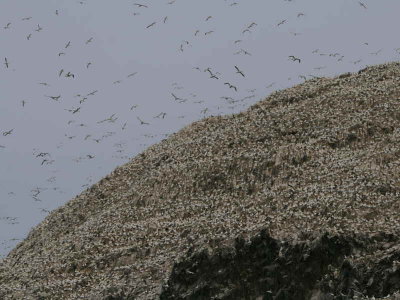 Gannets over the Bass Rock