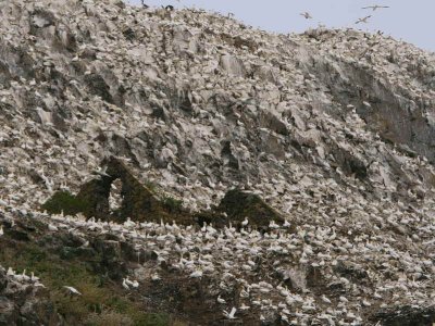 Gannets on the Bass Rock have colonised the ruins of St Baldred's chapel