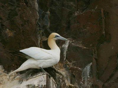 Gannet on the Bass Rock