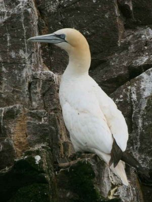 Gannet, Bass Rock