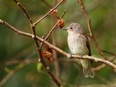 Spotted Flycatcher, Douglas Estate, Clyde