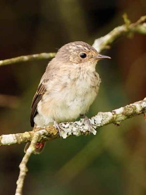 Spotted Flycatcher (juvenile), Douglas Estate, Clyde