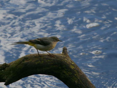 Grey Wagtail, Douglas Estate, Clyde