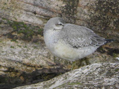 Knot, Fife Ness