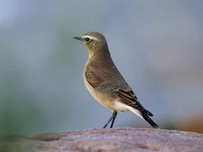 Northern Wheatear, Balcomie, Fife