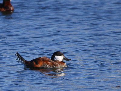 Ruddy Duck, Hogganfield Loch, Glasgow