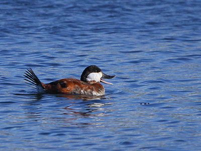 Ruddy Duck, Hogganfield Loch, Glasgow