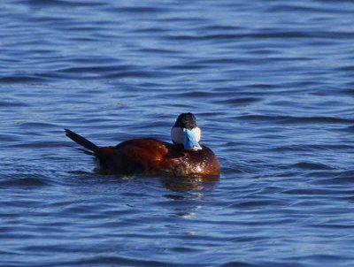 Ruddy Duck, Hogganfield Loch, Glasgow