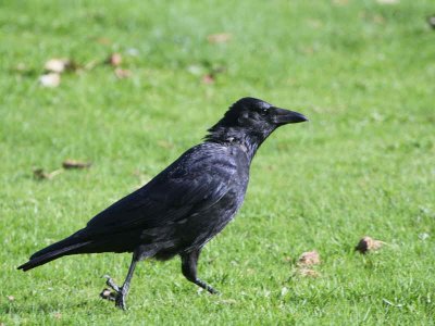 Carrion Crow, Hogganfield Loch, Glasgow