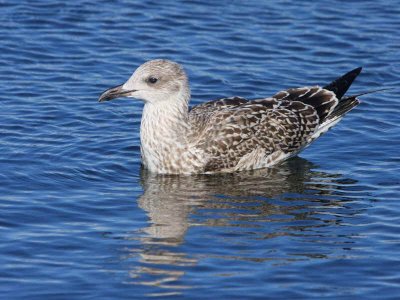 Lesser Black-backed Gull (juvenile), Hogganfield Loch, Glasgow