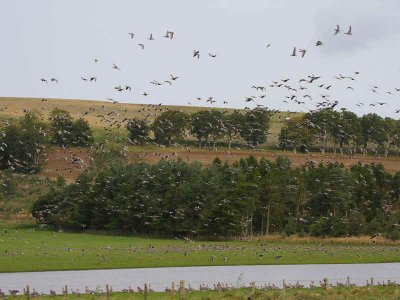 Pink-footed Geese, South Medwin Pool, South Lanarkshire