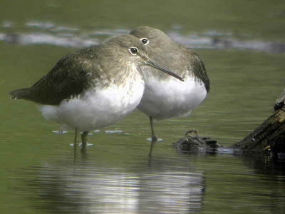 Green Sandpiper, Baron's Haugh RSPB, Clyde