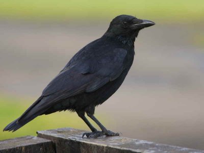 Carrion Crow, Strathclyde CP, Clyde