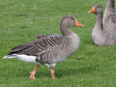Greylag Goose, Strathclyde CP, Clyde