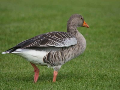 Greylag Goose, Strathclyde CP, Clyde