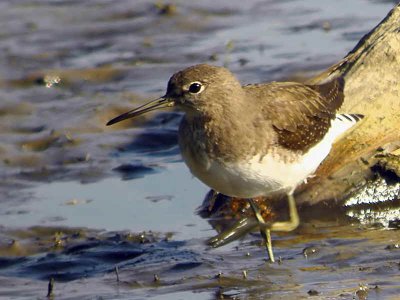 Green Sandpiper, Baron's Haugh RSPB, Clyde