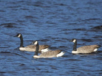 Canada Geese, Loch Lomond