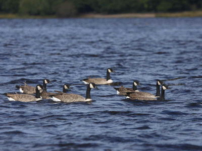 Canada Geese, Loch Lomond