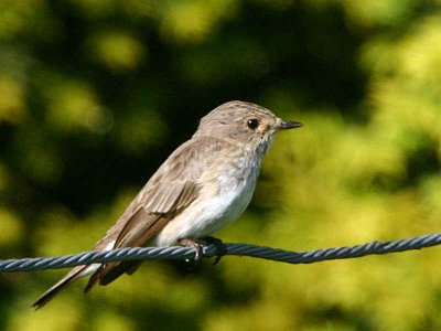 Spotted Flycatcher, Douglas Estate, Clyde