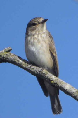 Spotted Flycatcher, Endrick Mouth, Loch Lomond, Clyde