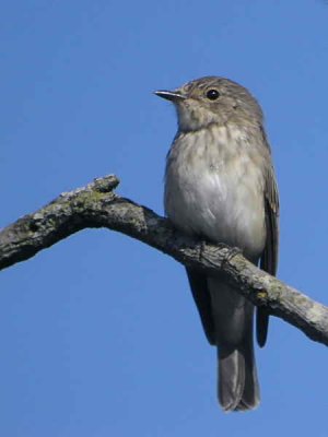 Spotted Flycatcher, Endrick Mouth, Loch Lomond, Clyde