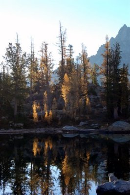 light on the larches
