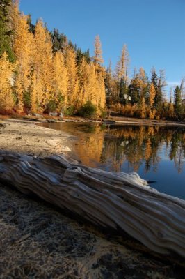 log and larches