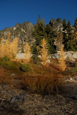 lake grasses and larches