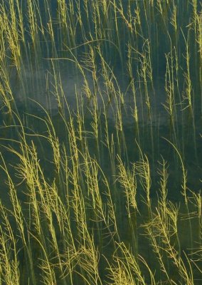 reeds in Stuart Lake
